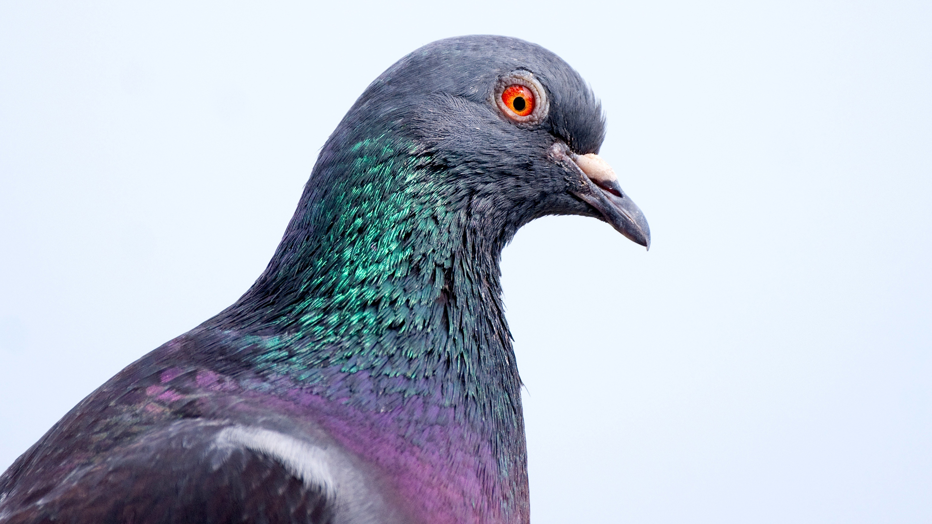 Detail Image Of Pigeons Nomer 48