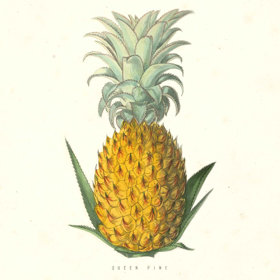 Detail Image Of Pineapple Nomer 38