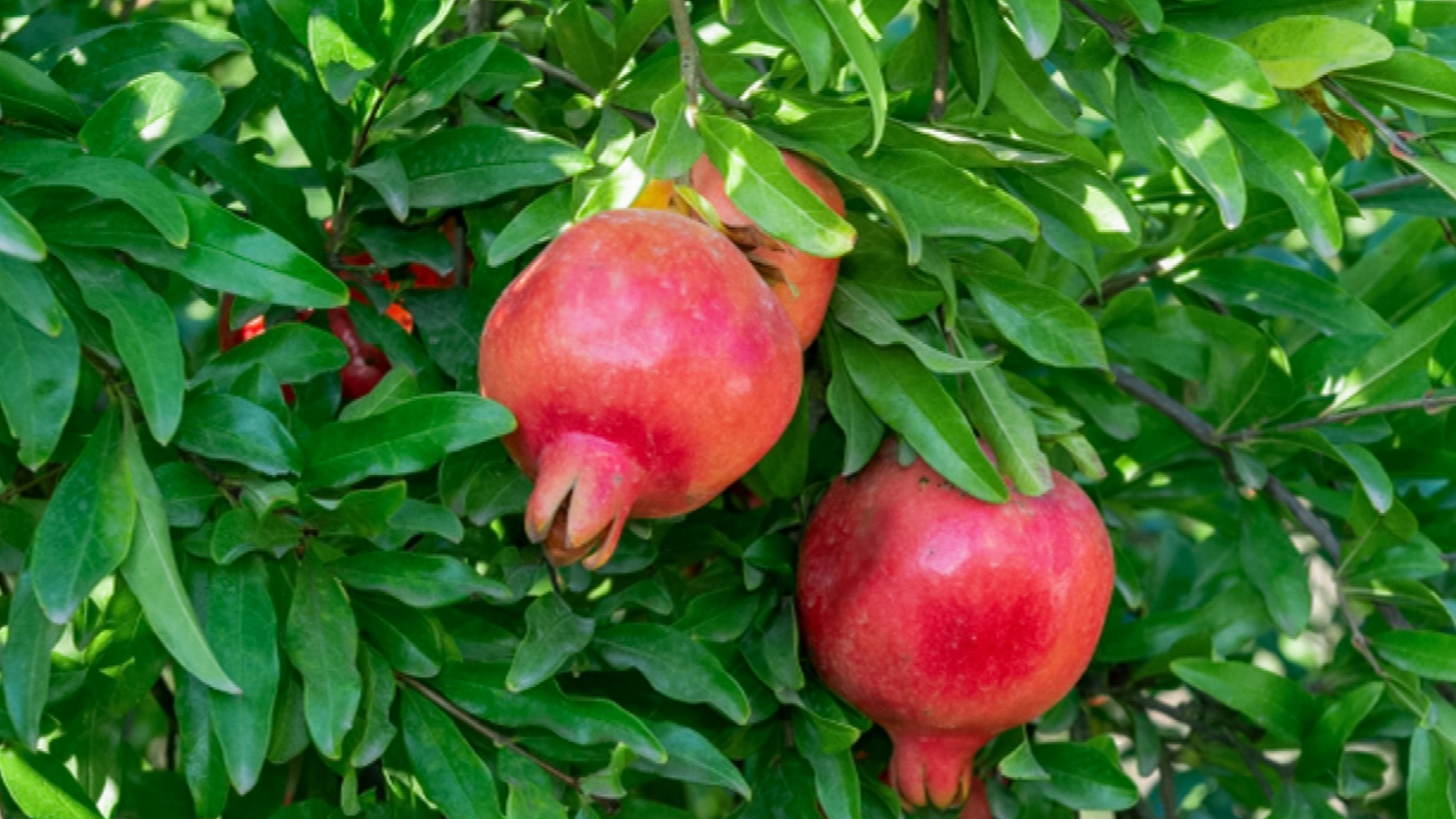 Detail Image Of Pomegranate Fruit Nomer 45