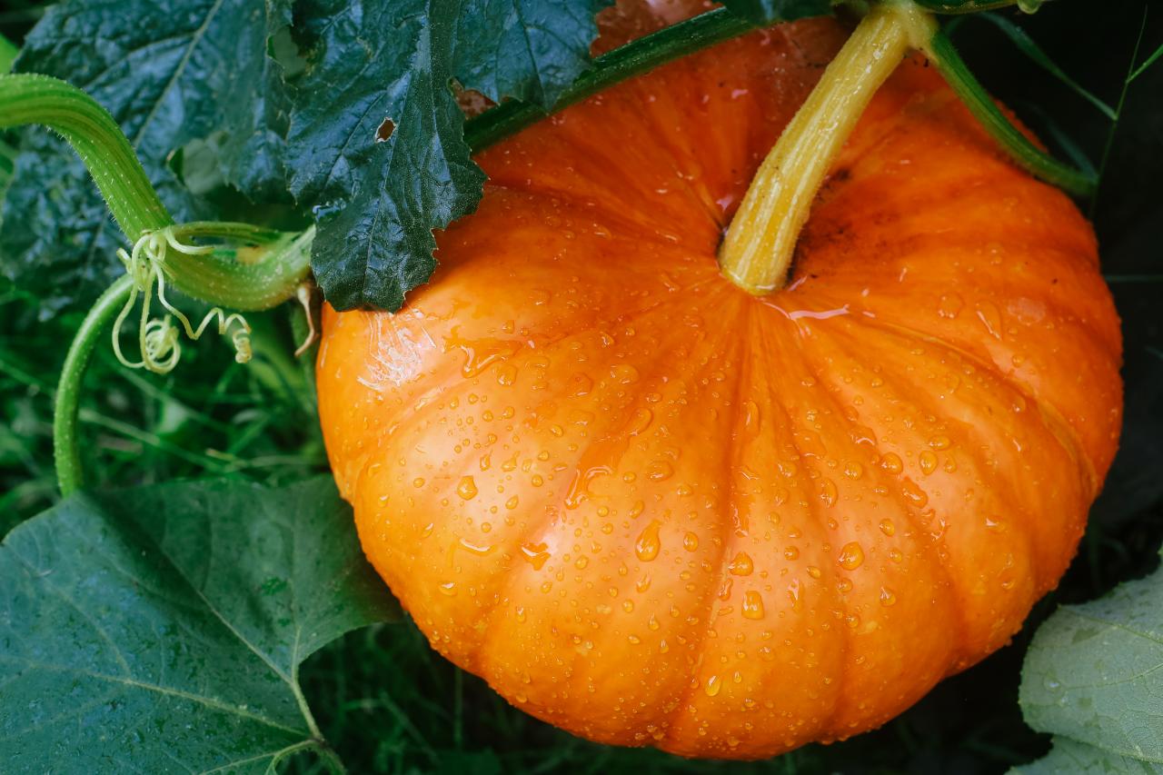 Detail Image Of Pumpkin Plant Nomer 14