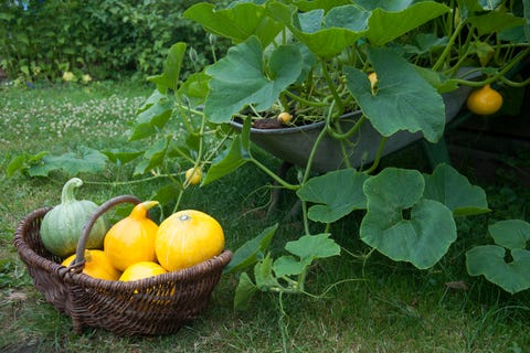 Detail Image Of Pumpkin Plant Nomer 20