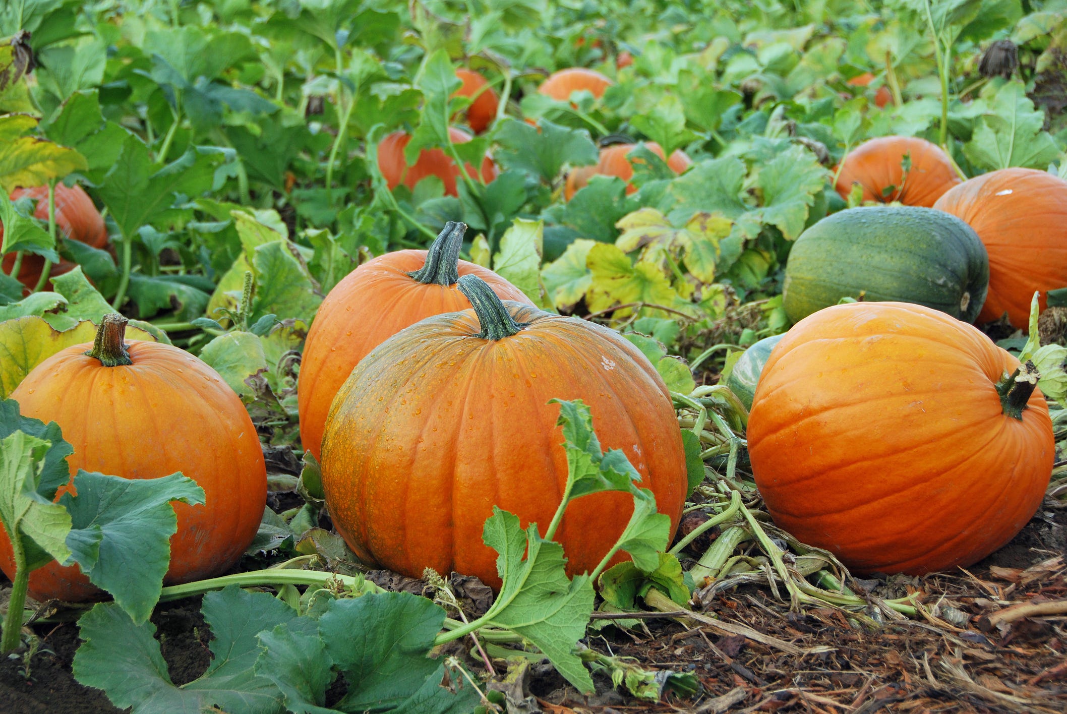 Detail Image Of Pumpkin Plant Nomer 3