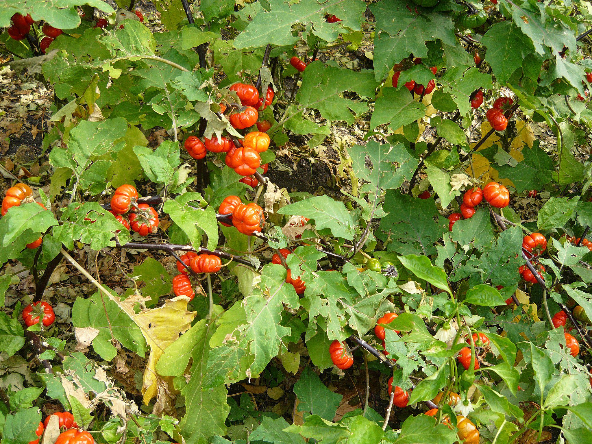 Detail Image Of Pumpkin Plant Nomer 24