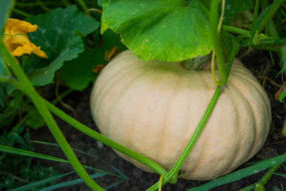 Detail Image Of Pumpkin Plant Nomer 33