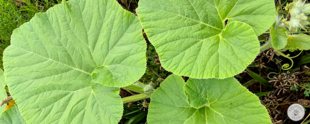 Detail Image Of Pumpkin Plant Nomer 36