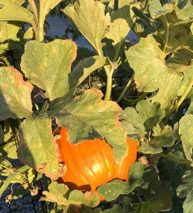 Detail Image Of Pumpkin Plant Nomer 42