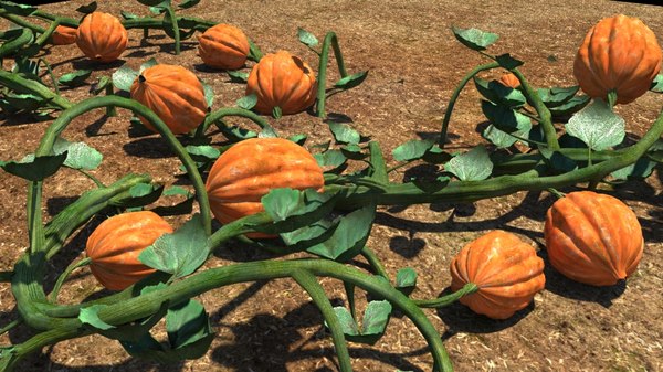 Detail Image Of Pumpkin Plant Nomer 53