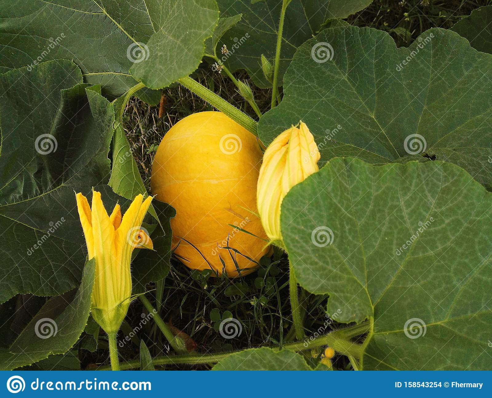 Detail Image Of Pumpkin Plant Nomer 55