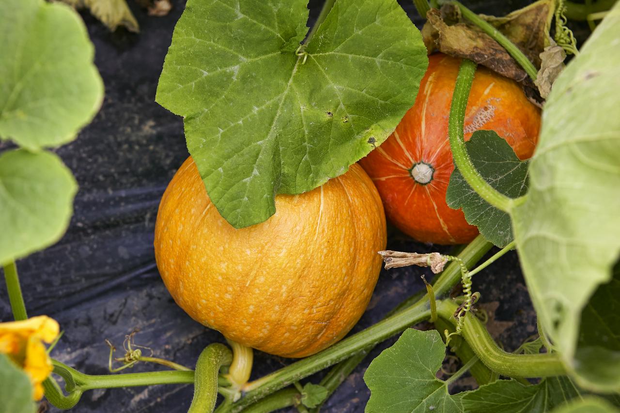 Detail Image Of Pumpkin Plant Nomer 7