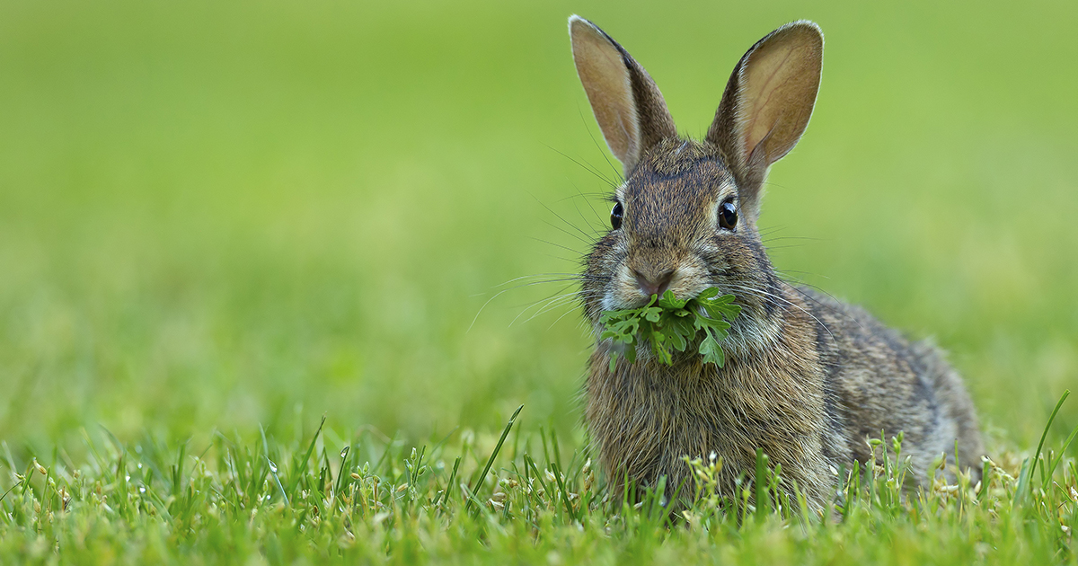 Detail Image Of Rabbit Nomer 20