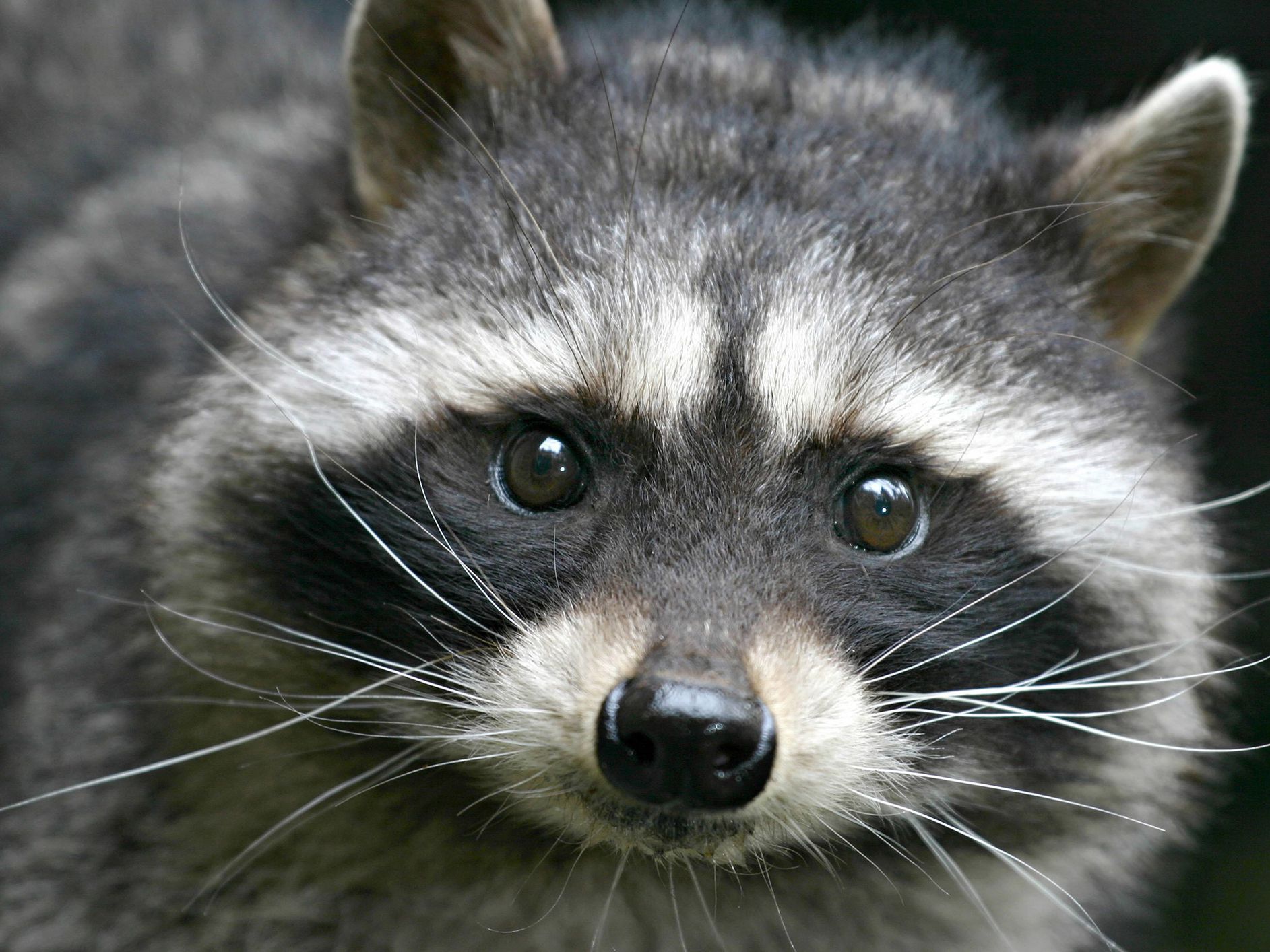 Detail Image Of Raccoon Nomer 11