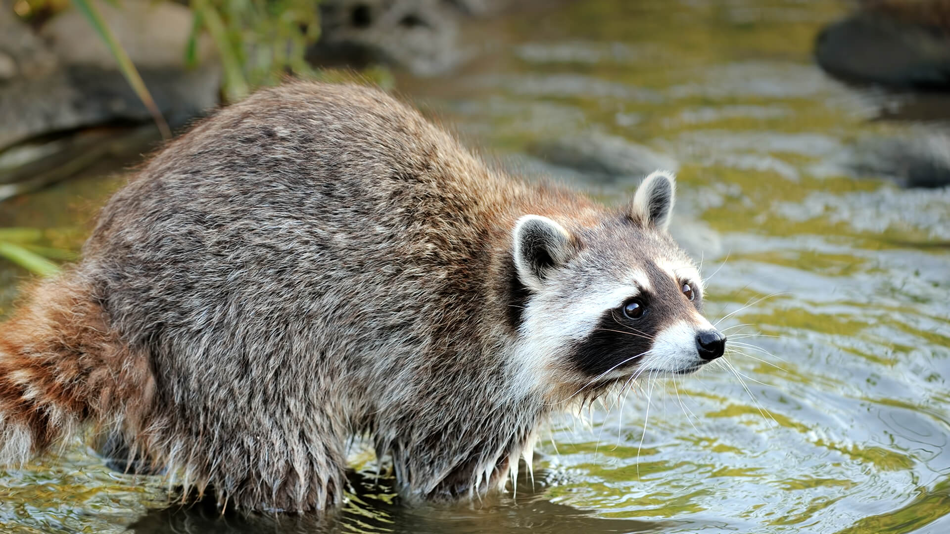 Detail Image Of Raccoon Nomer 40