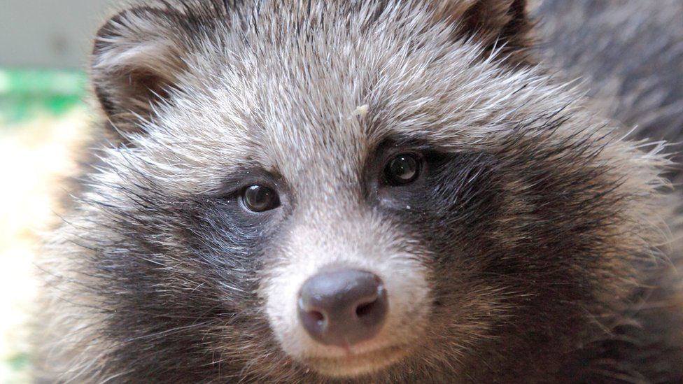 Detail Image Of Raccoon Nomer 46