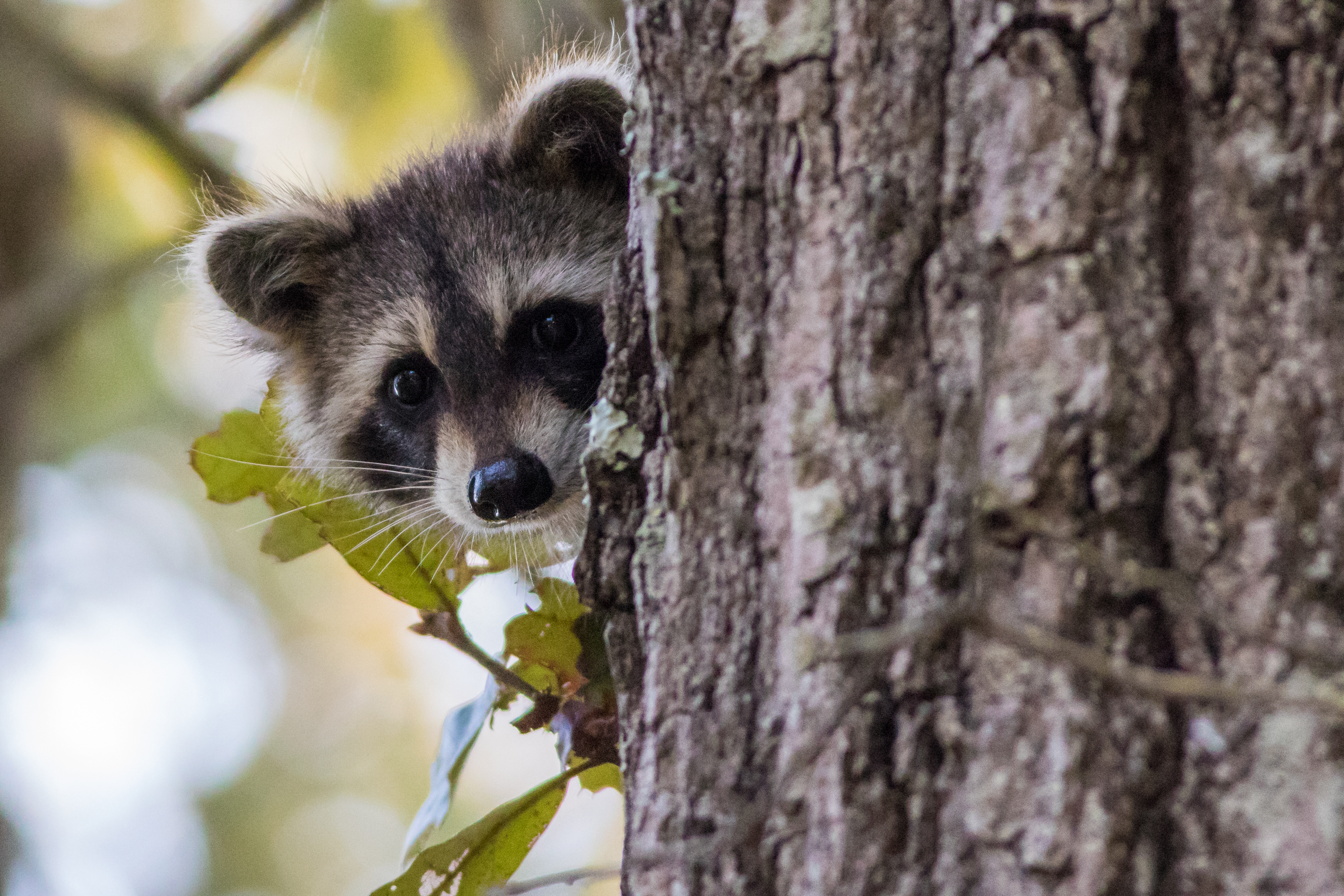 Detail Image Of Racoon Nomer 2