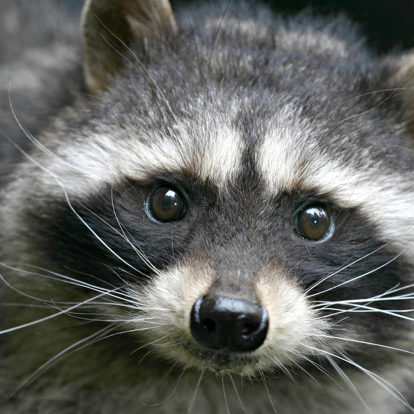 Detail Image Of Racoon Nomer 19