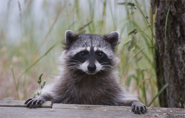 Detail Image Of Racoon Nomer 3