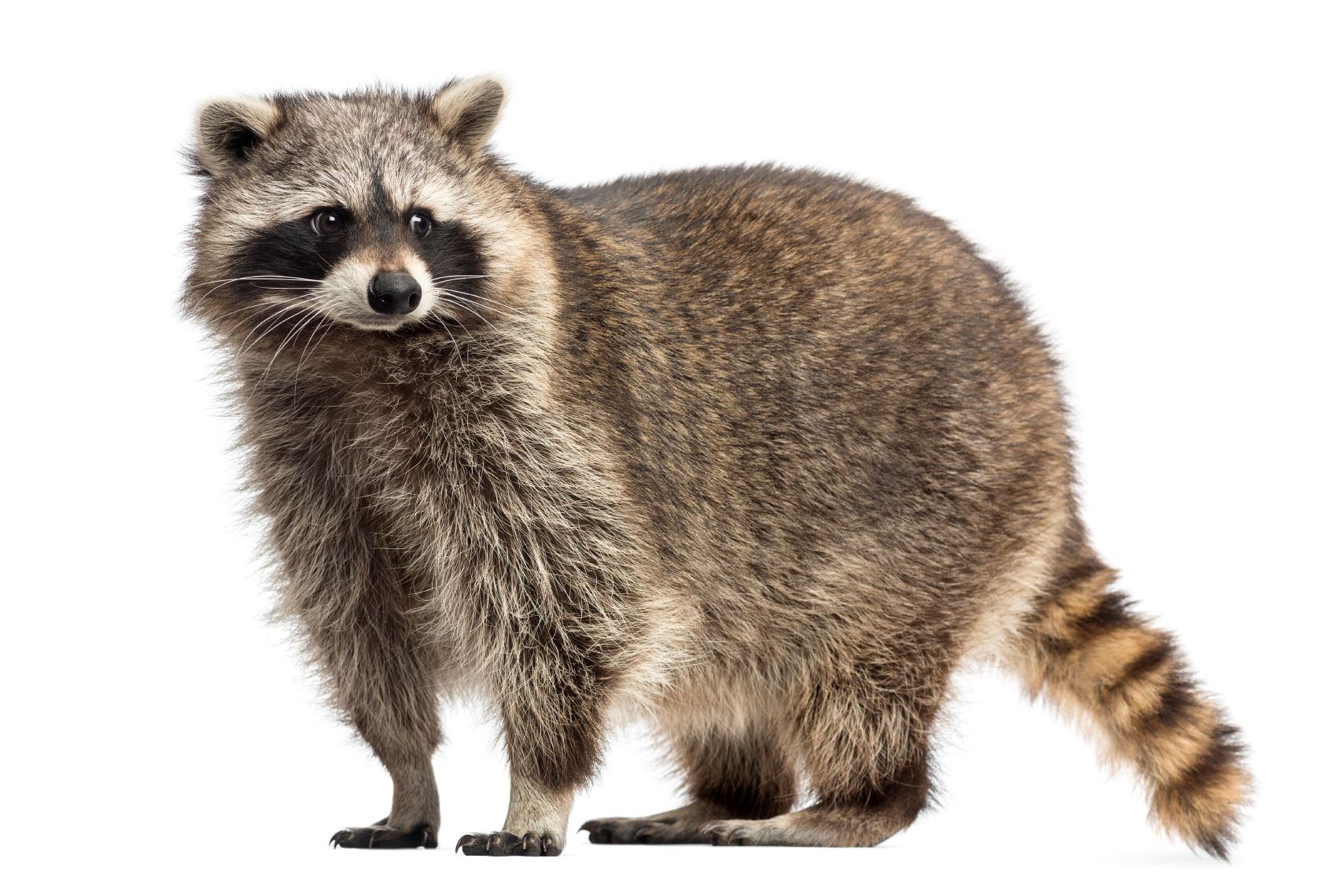 Detail Image Of Racoon Nomer 5