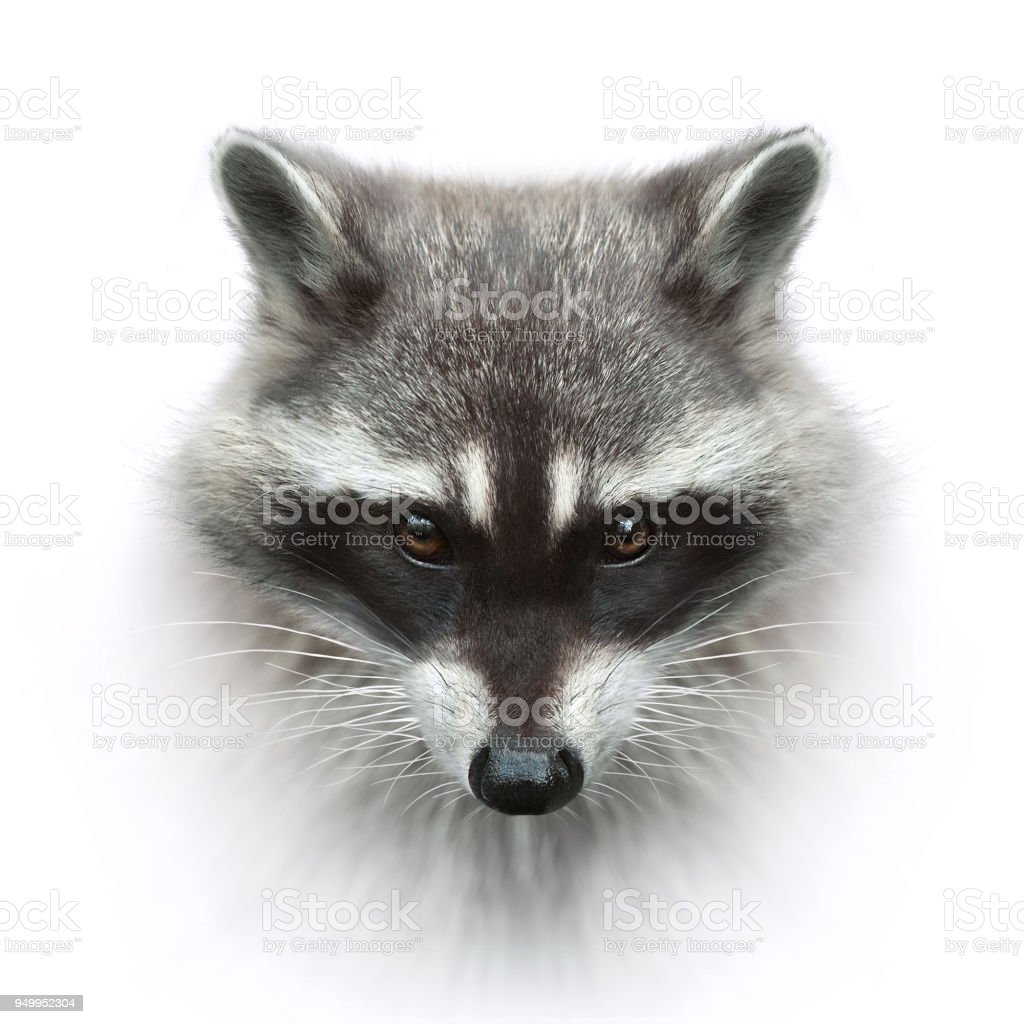 Detail Image Of Racoon Nomer 46