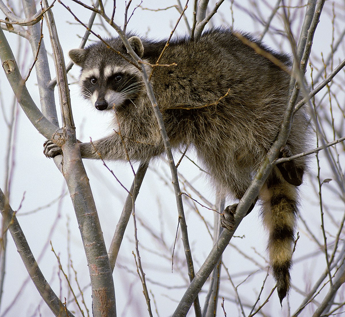 Detail Image Of Racoon Nomer 6