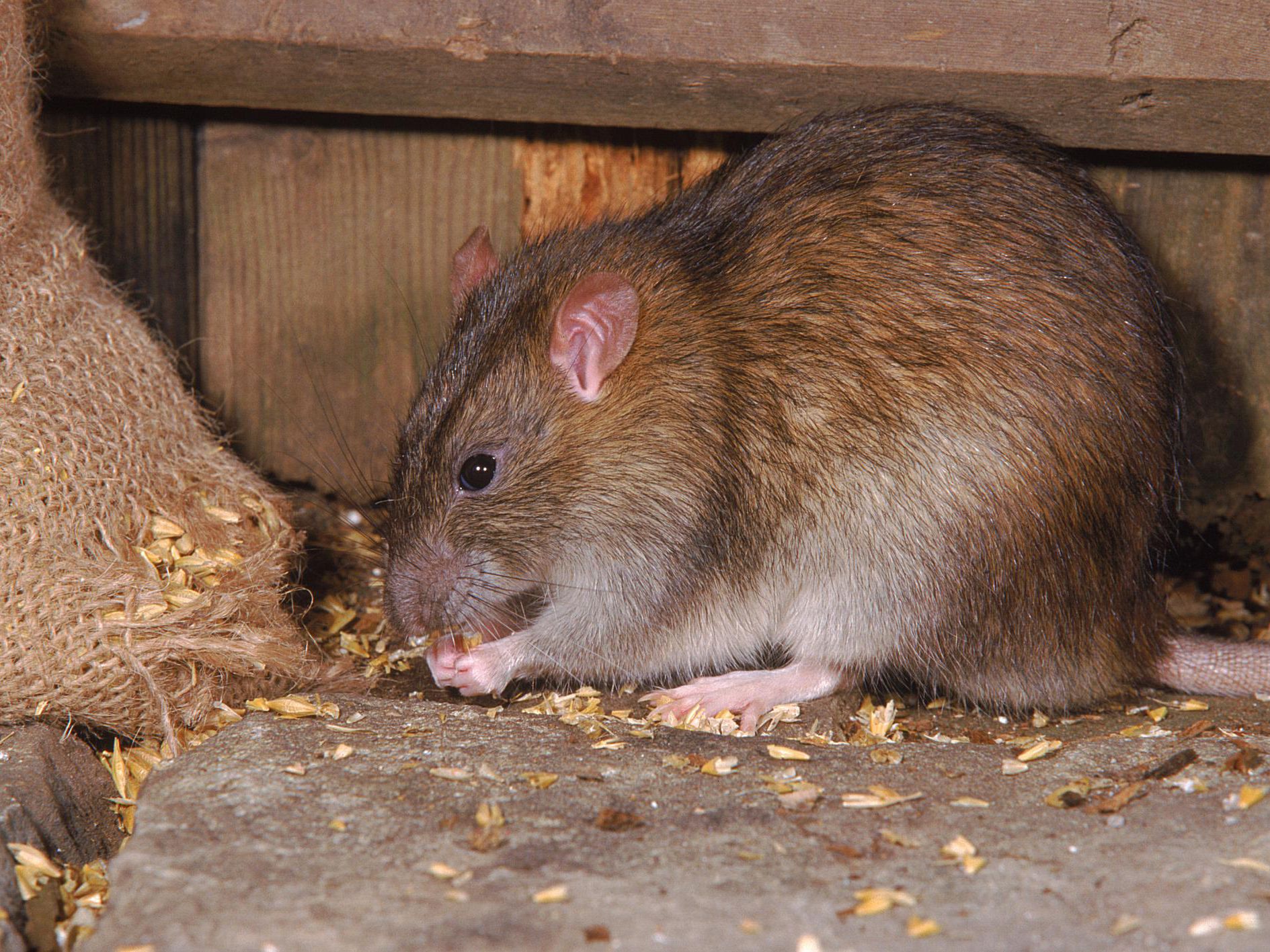 Detail Image Of Rat Nomer 14