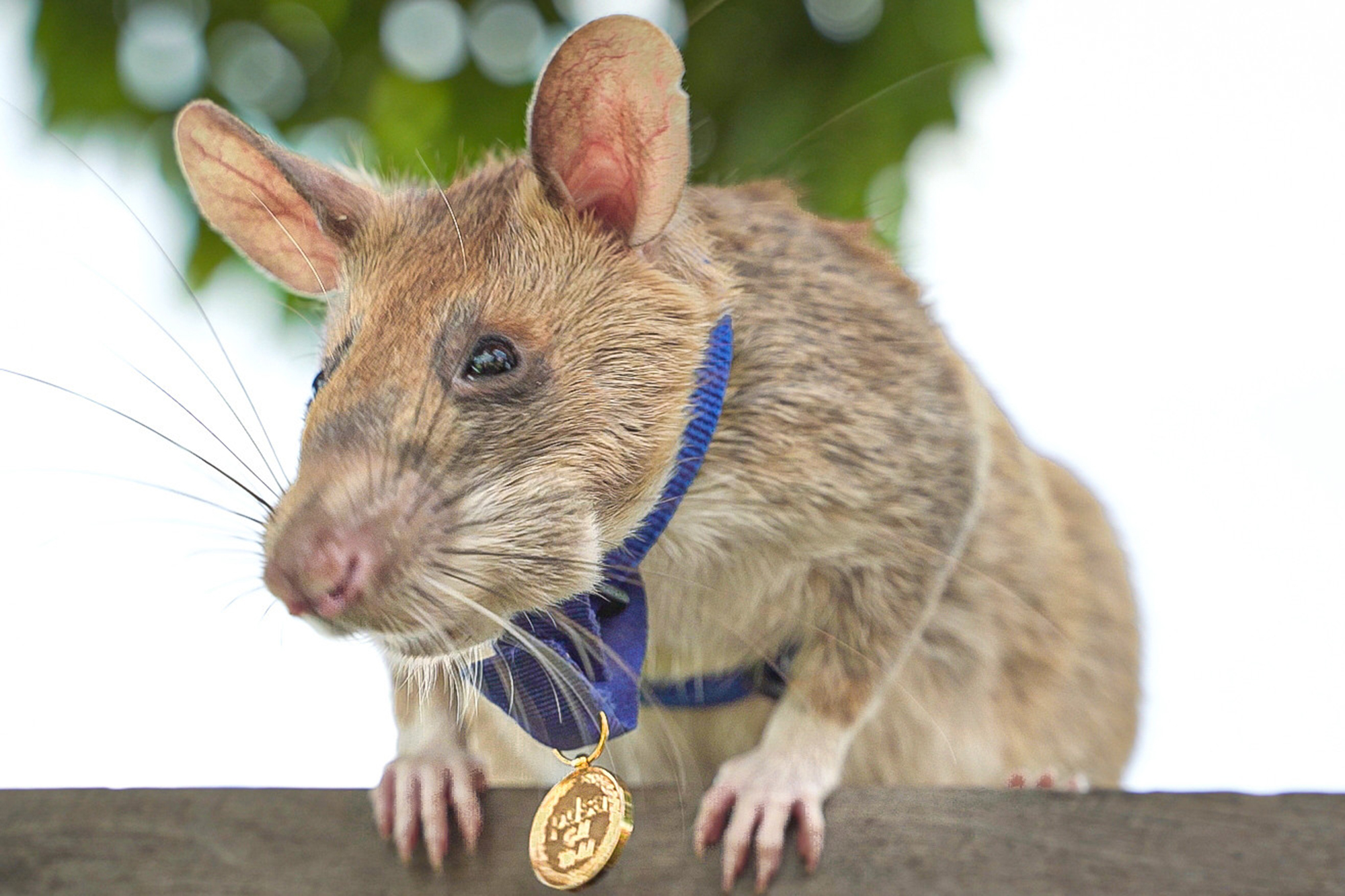 Detail Image Of Rat Nomer 32