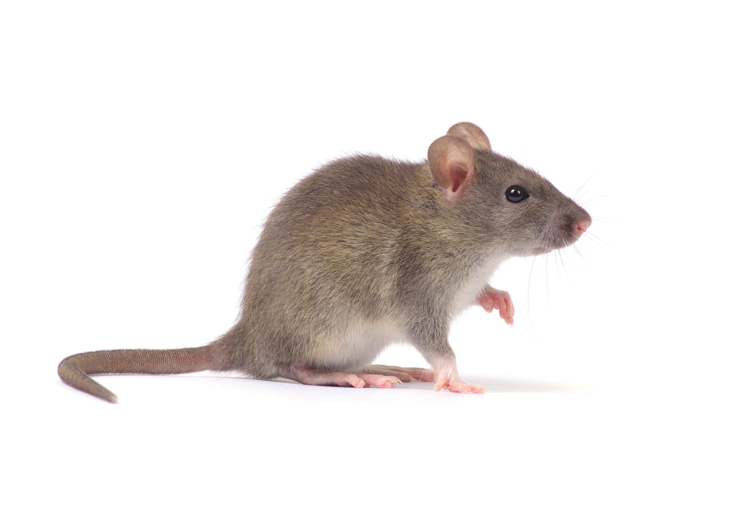 Detail Image Of Rat Nomer 7