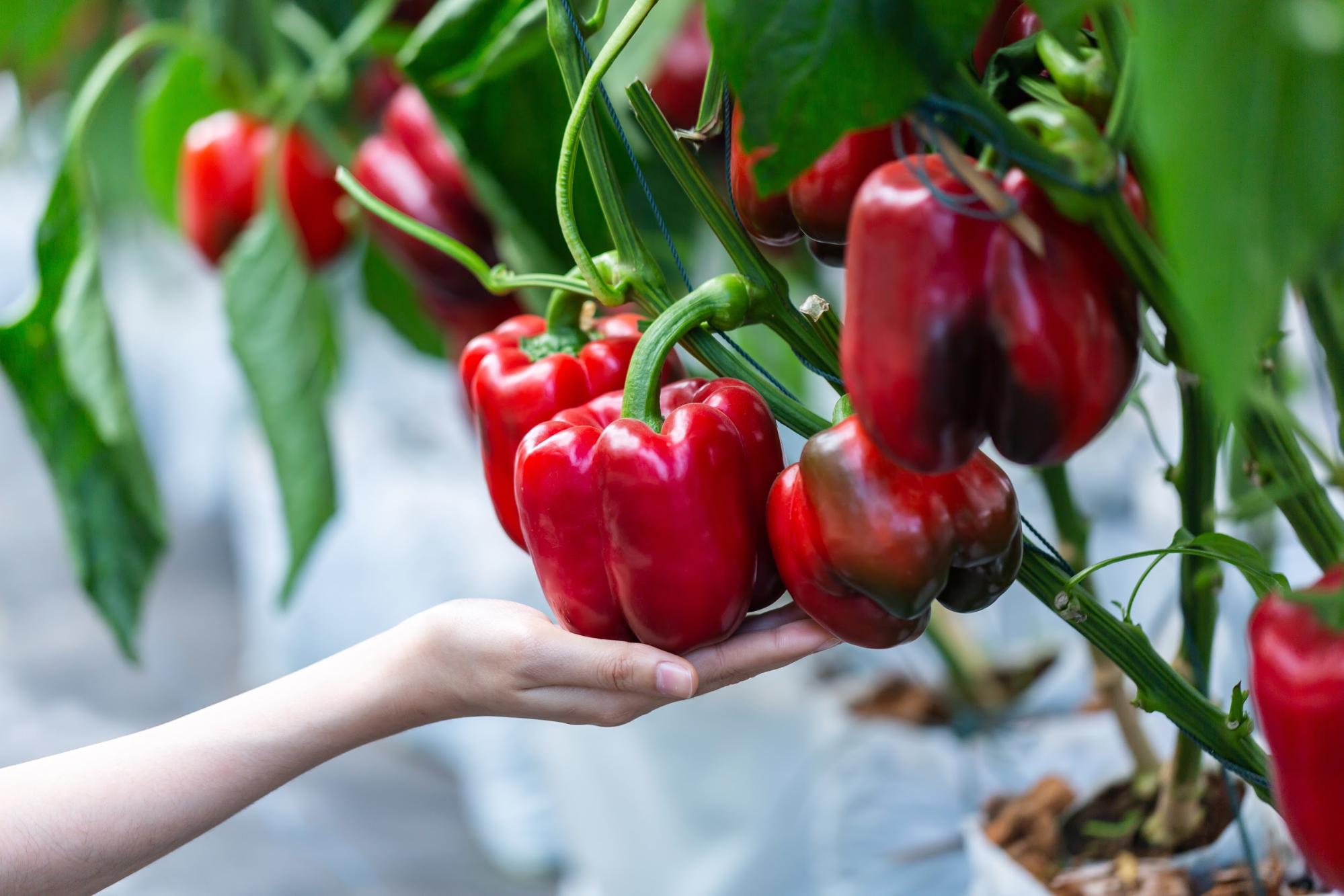 Detail Image Of Red Bell Pepper Nomer 41