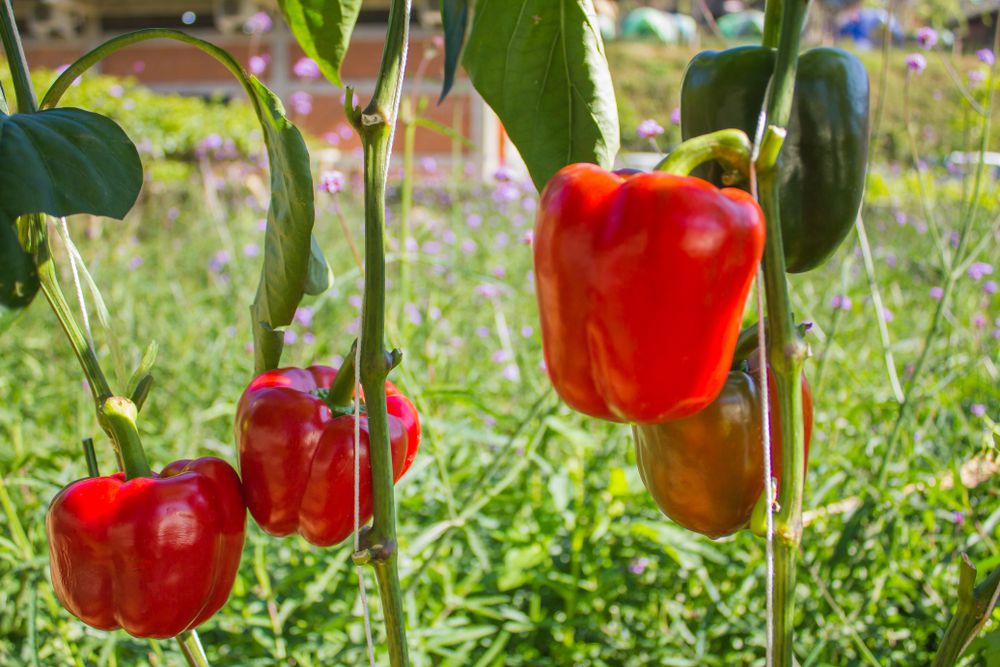 Detail Image Of Red Bell Pepper Nomer 55