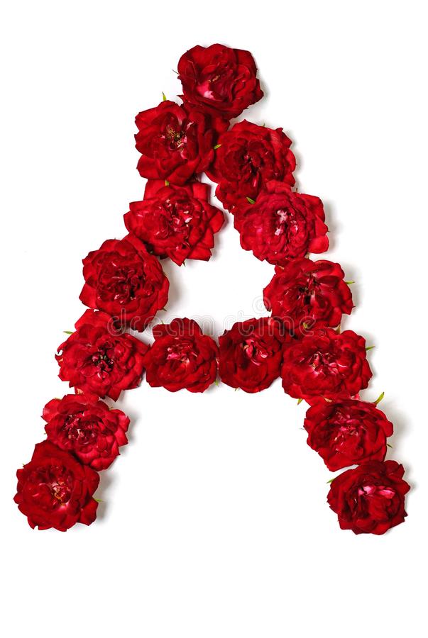 Detail Image Of Red Rose Flower Nomer 13