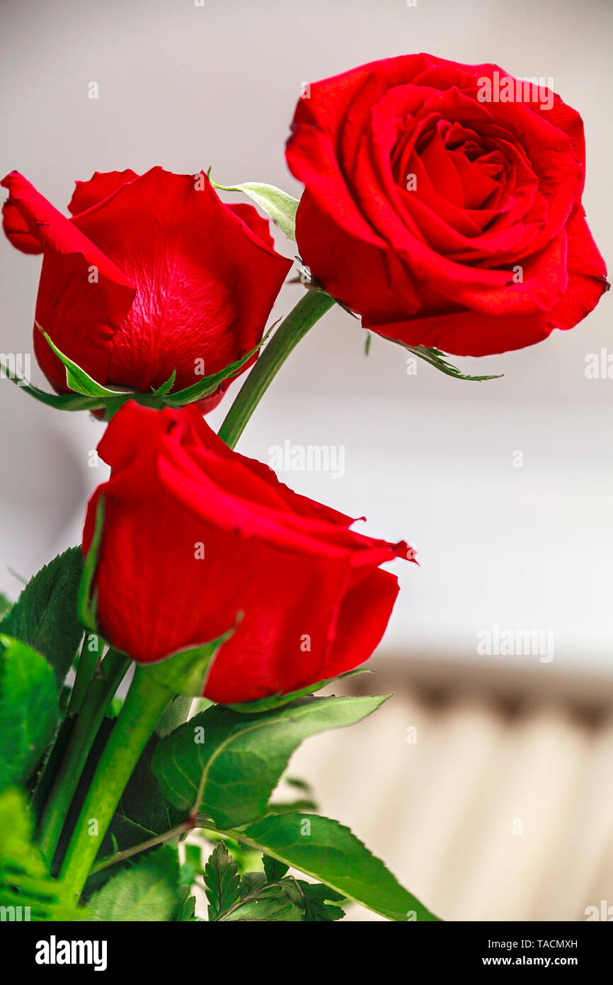 Detail Image Of Red Rose Flower Nomer 30