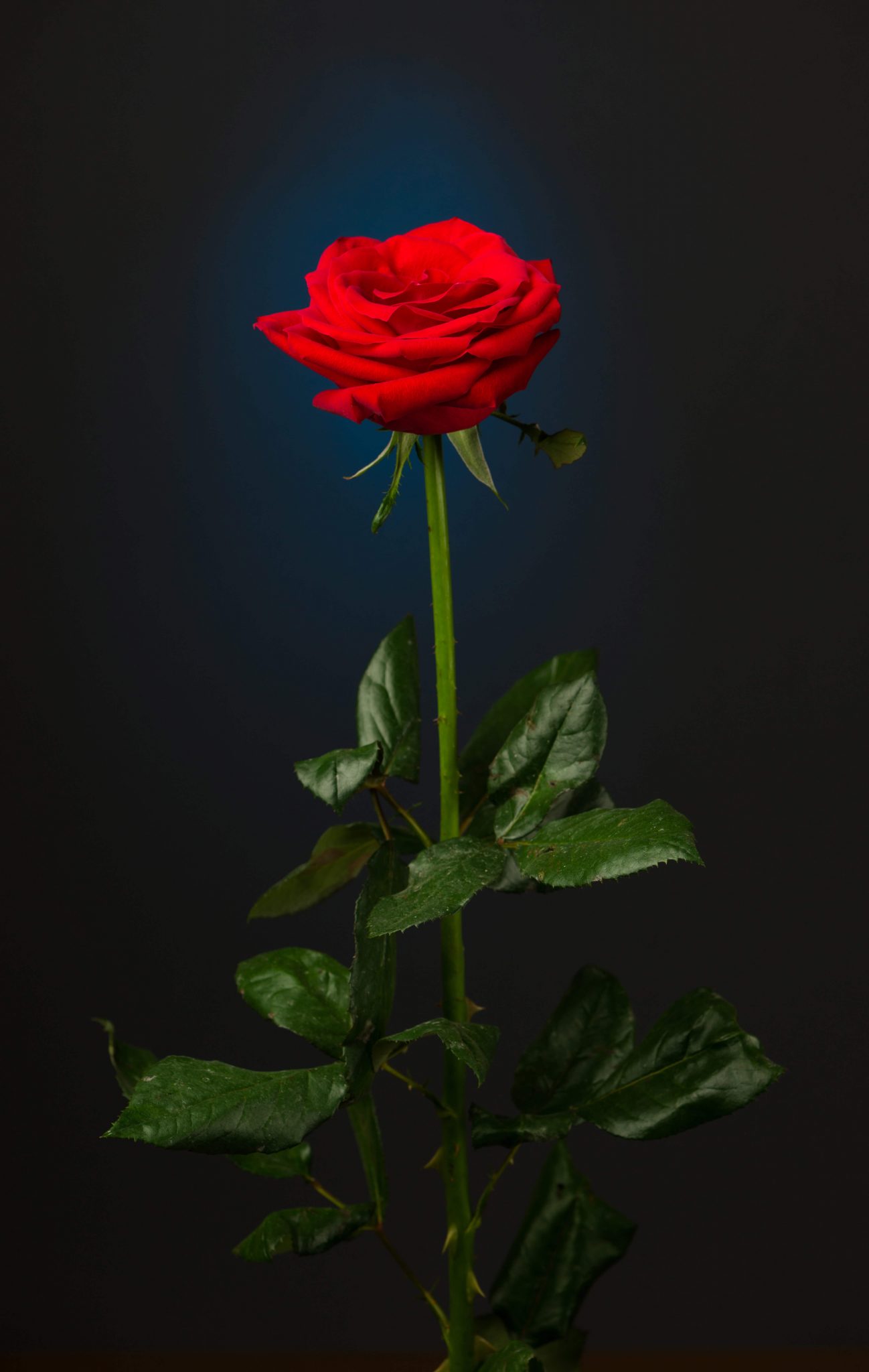 Detail Image Of Red Rose Flower Nomer 51