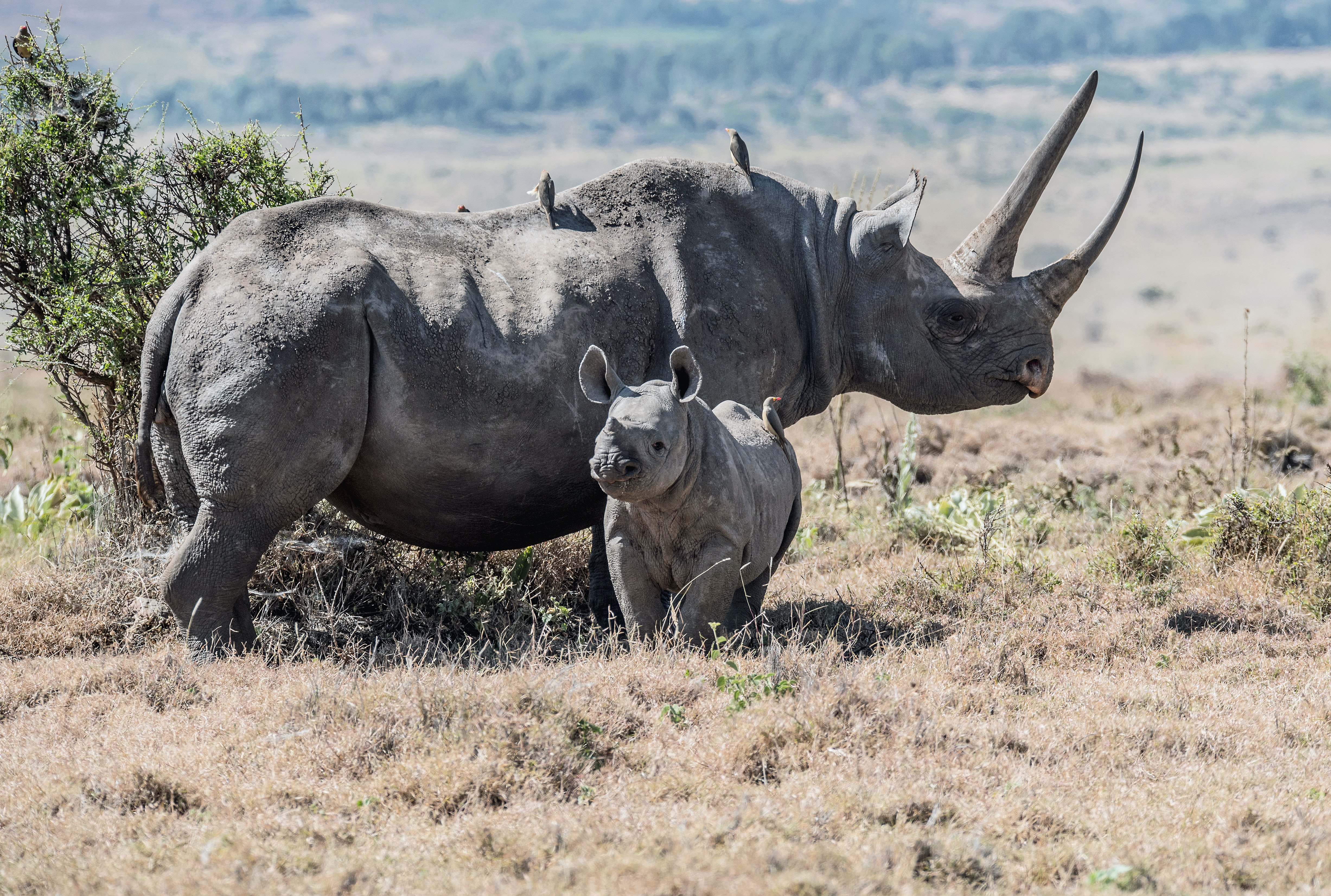 Detail Image Of Rhinoceros Nomer 18