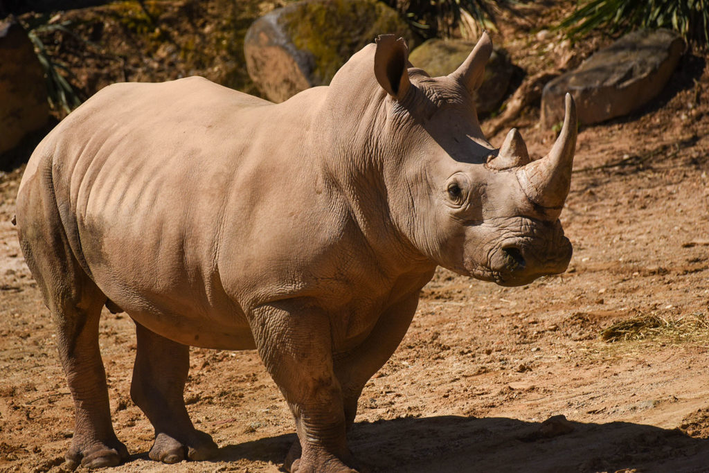 Detail Image Of Rhinoceros Nomer 22