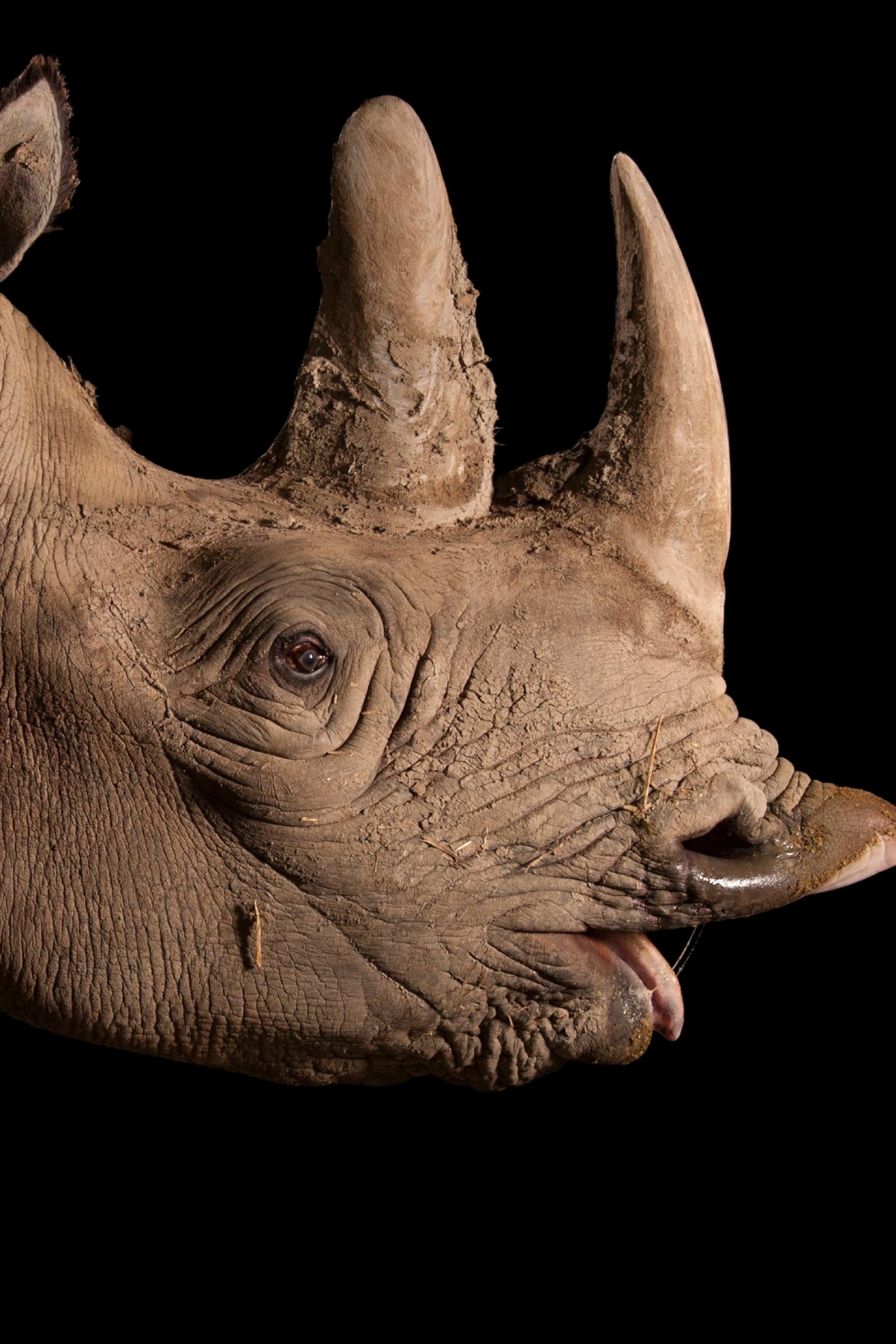 Detail Image Of Rhinoceros Nomer 44