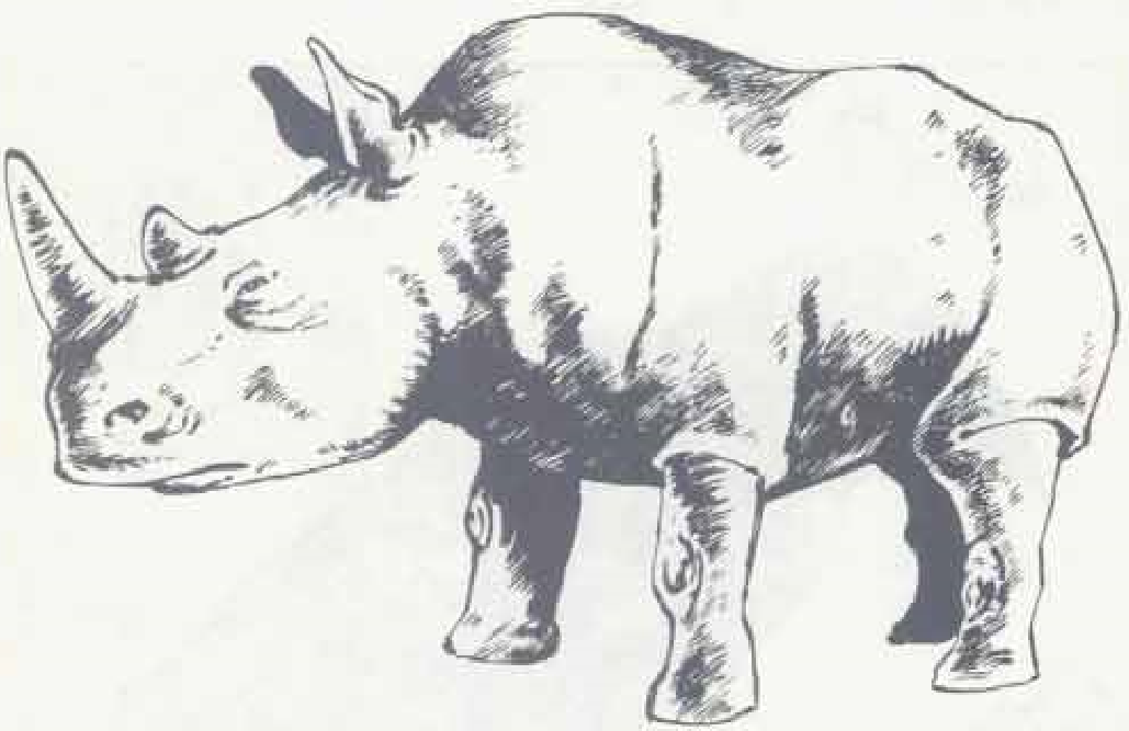 Detail Image Of Rhinoceros Nomer 48