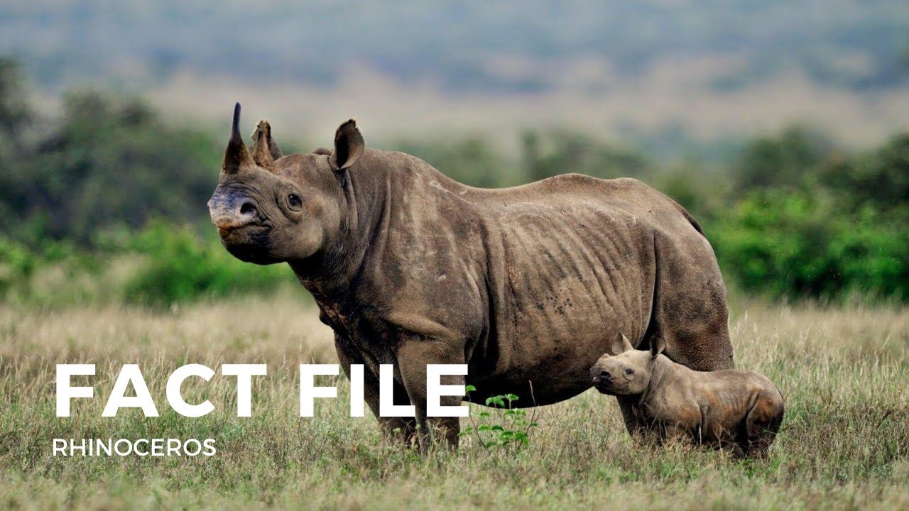 Detail Image Of Rhinoceros Nomer 56