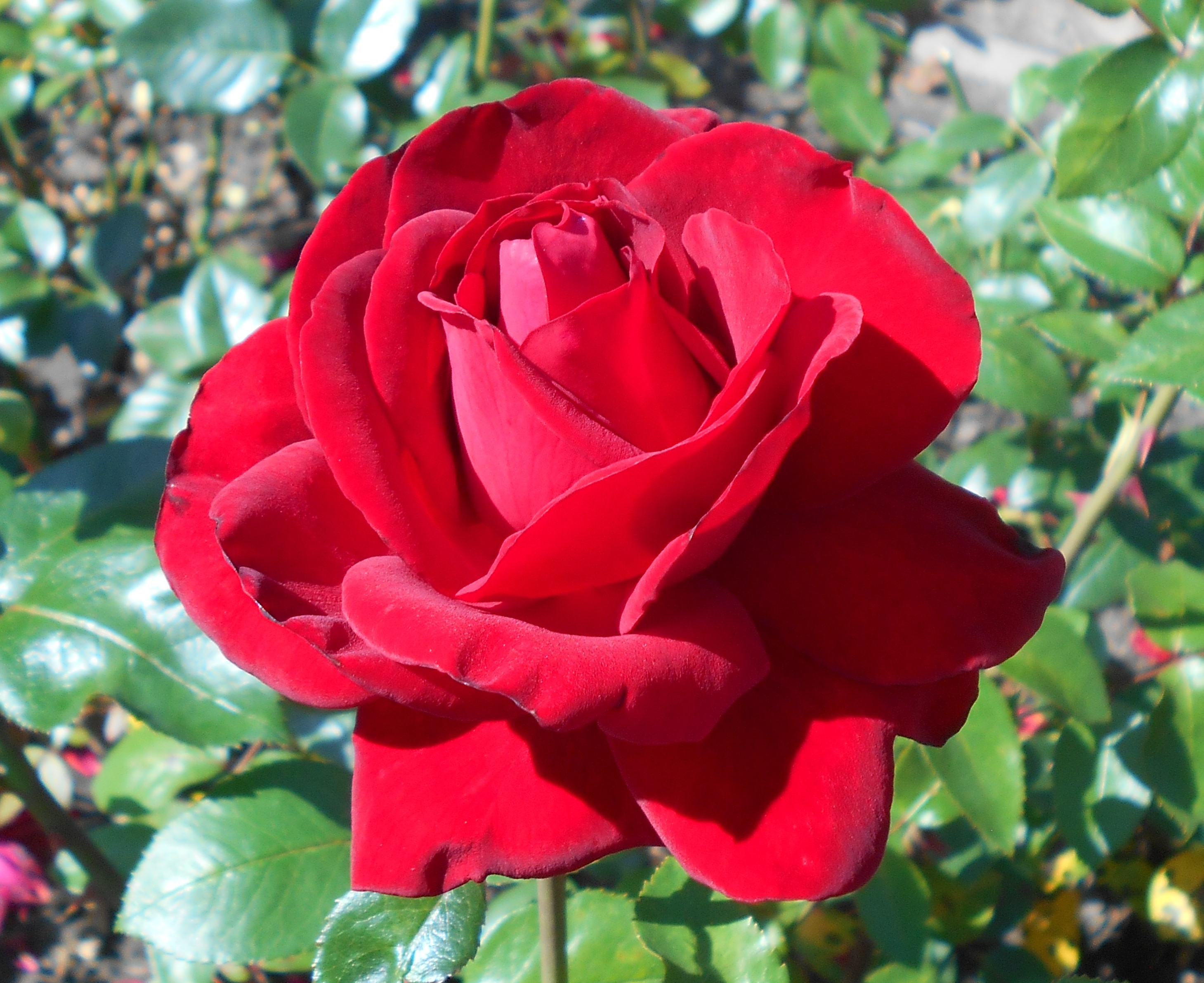 Detail Image Of Rose Nomer 3