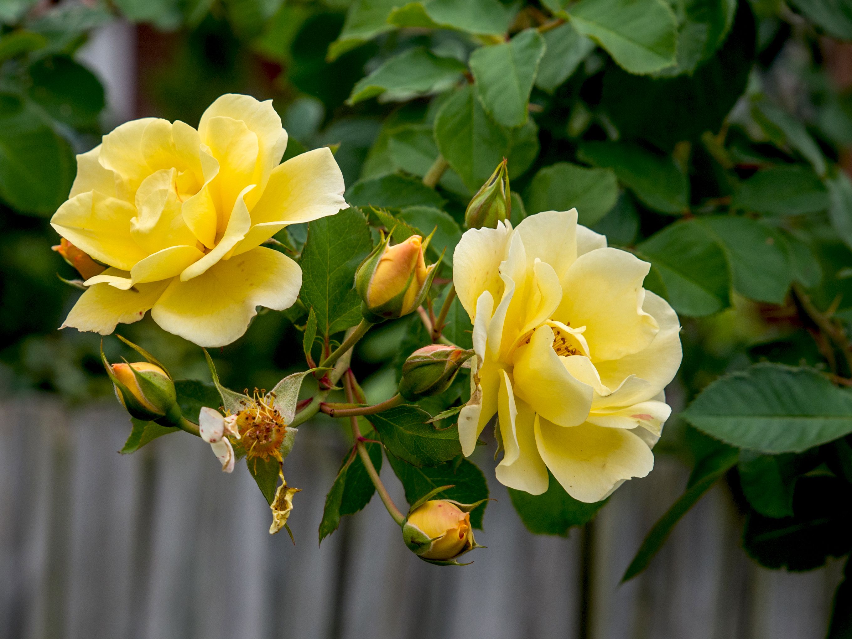 Detail Image Of Rose Flower Nomer 41