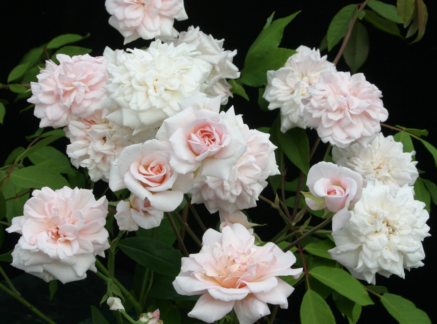 Detail Image Of Rose Flower Nomer 49