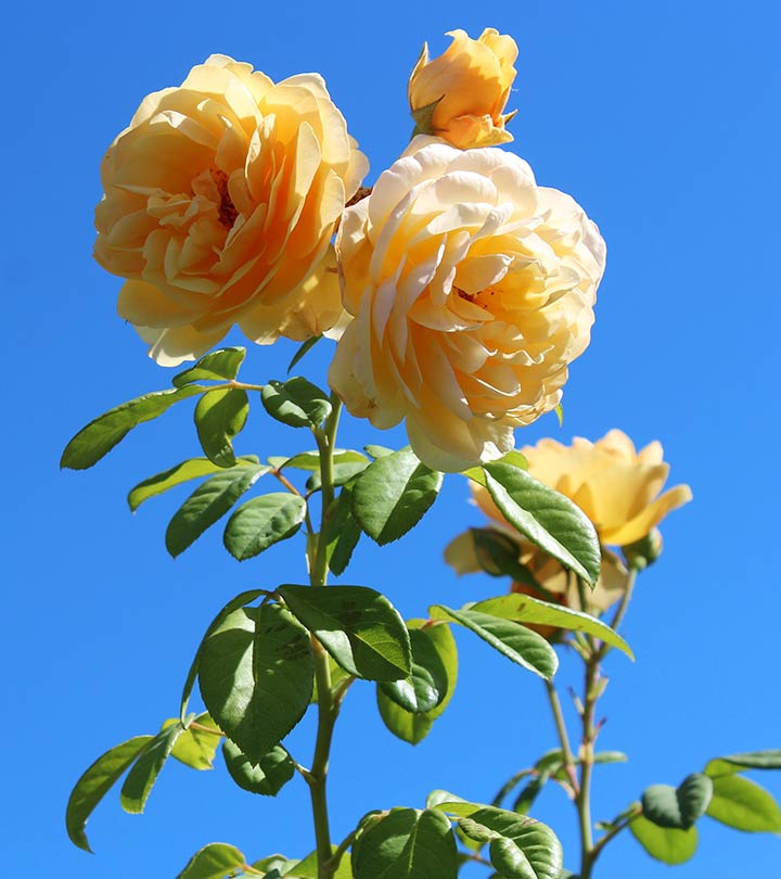 Detail Image Of Rose Flower Nomer 52