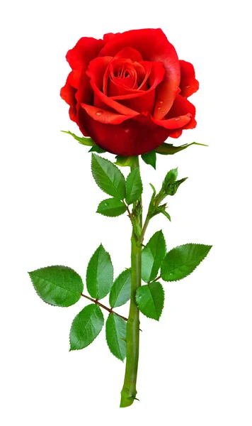 Detail Image Of Roses Nomer 40
