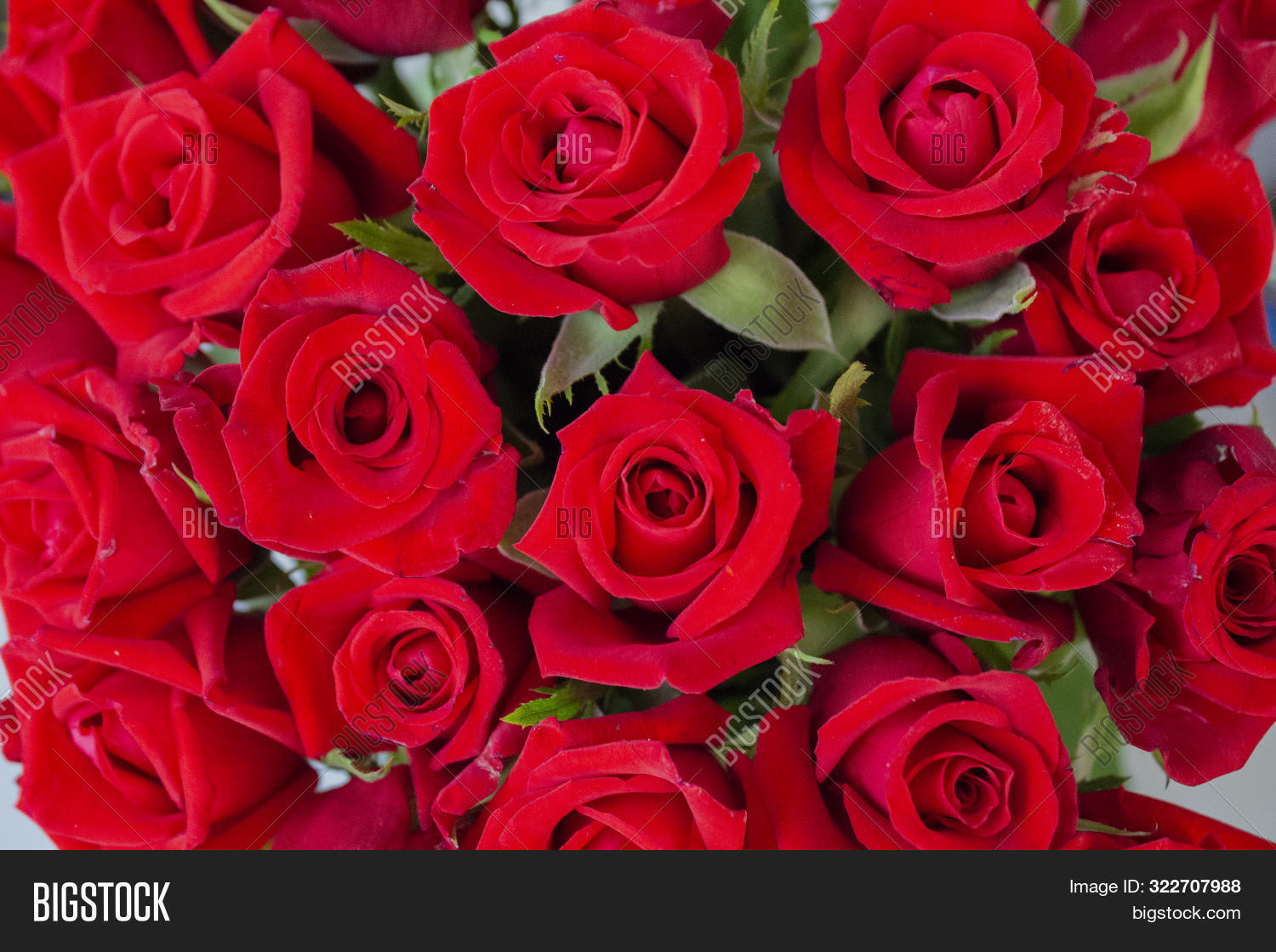 Detail Image Of Roses Flower Nomer 12