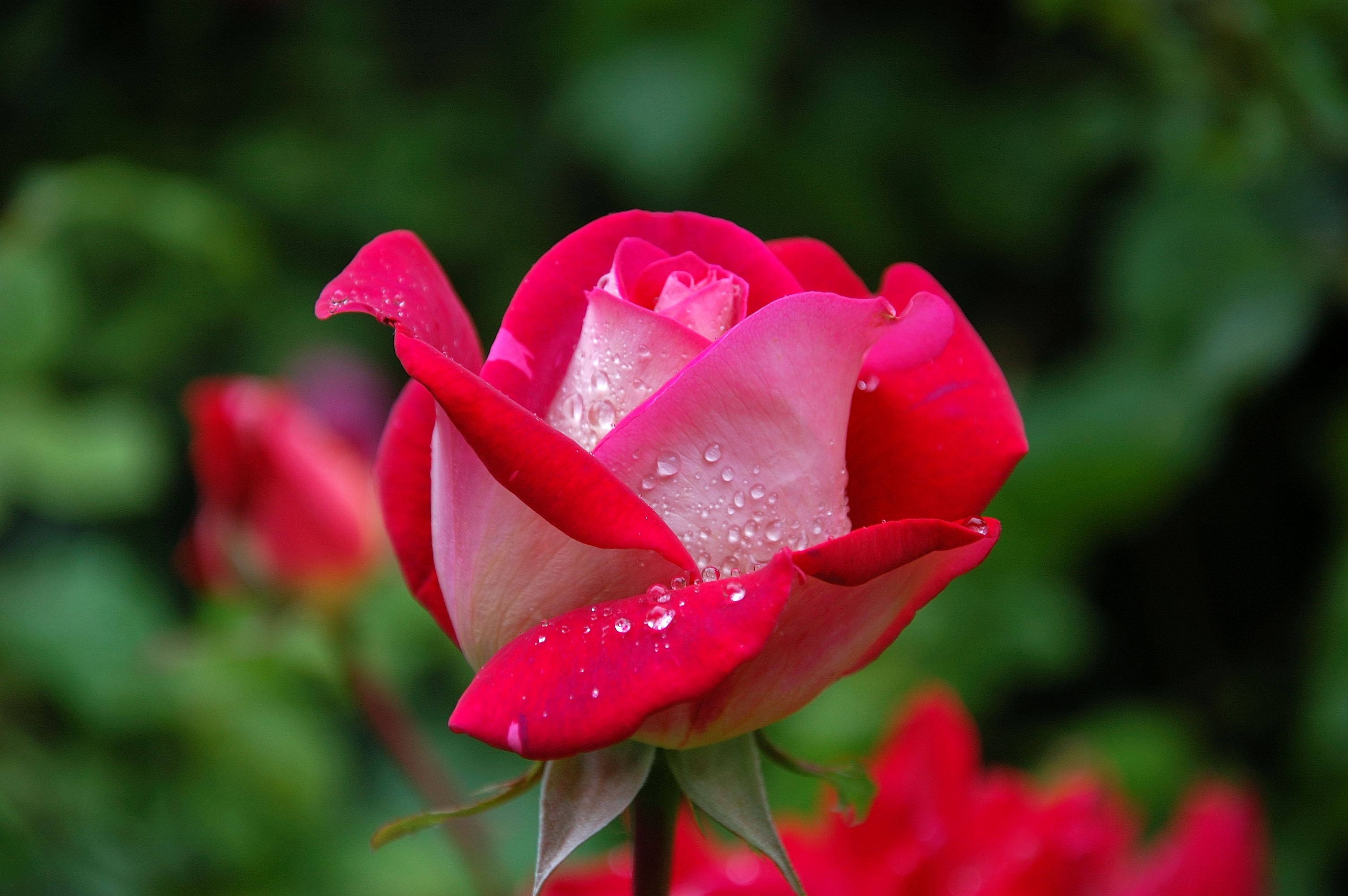 Detail Image Of Roses Flower Nomer 27