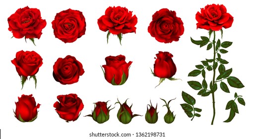 Detail Image Of Roses Flower Nomer 38