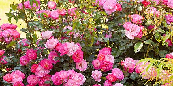 Detail Image Of Roses Flower Nomer 46