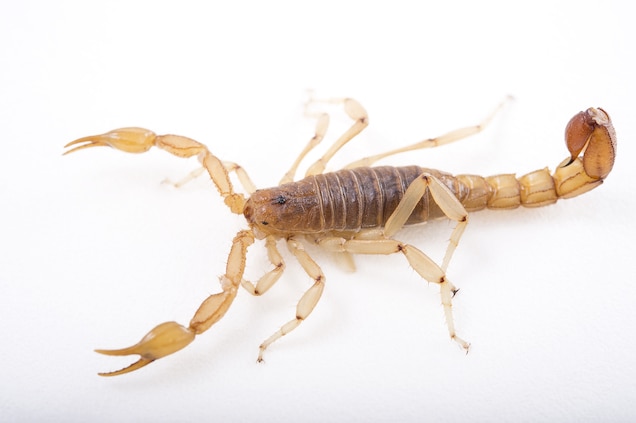 Detail Image Of Scorpion Nomer 24