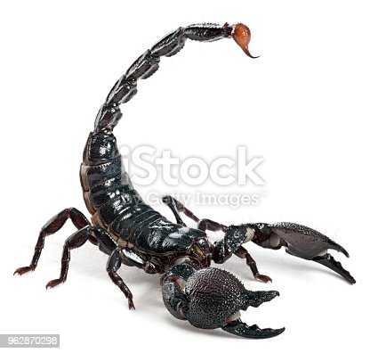 Detail Image Of Scorpion Nomer 4