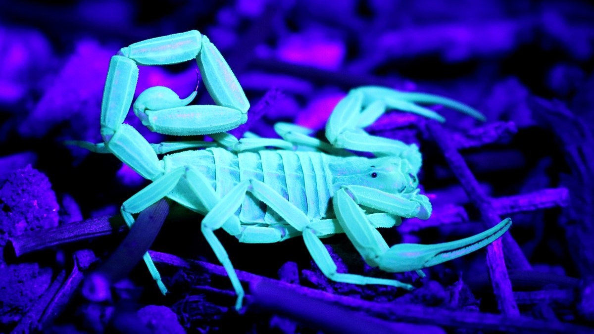 Detail Image Of Scorpion Nomer 39