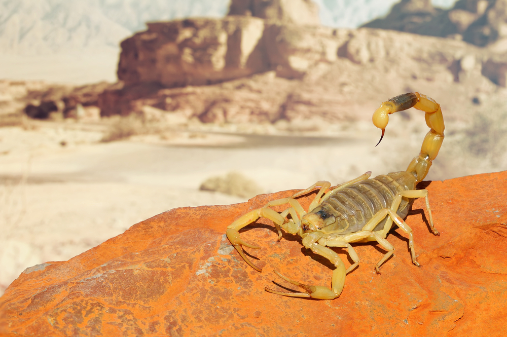 Detail Image Of Scorpion Nomer 44