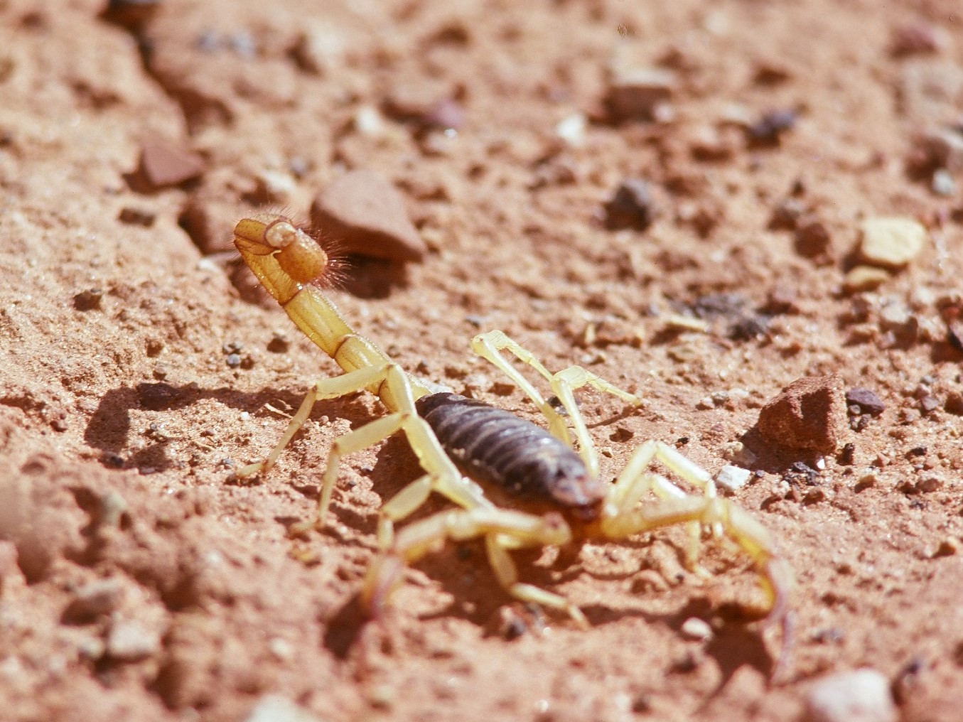 Detail Image Of Scorpion Nomer 45